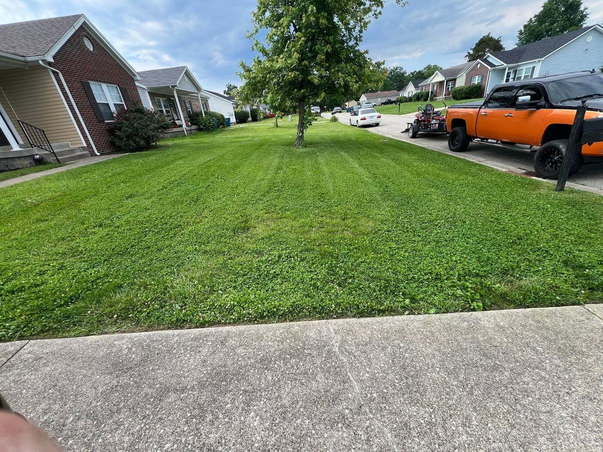 A finished front yard with a shade tree, the orange truck and trailer at the curb