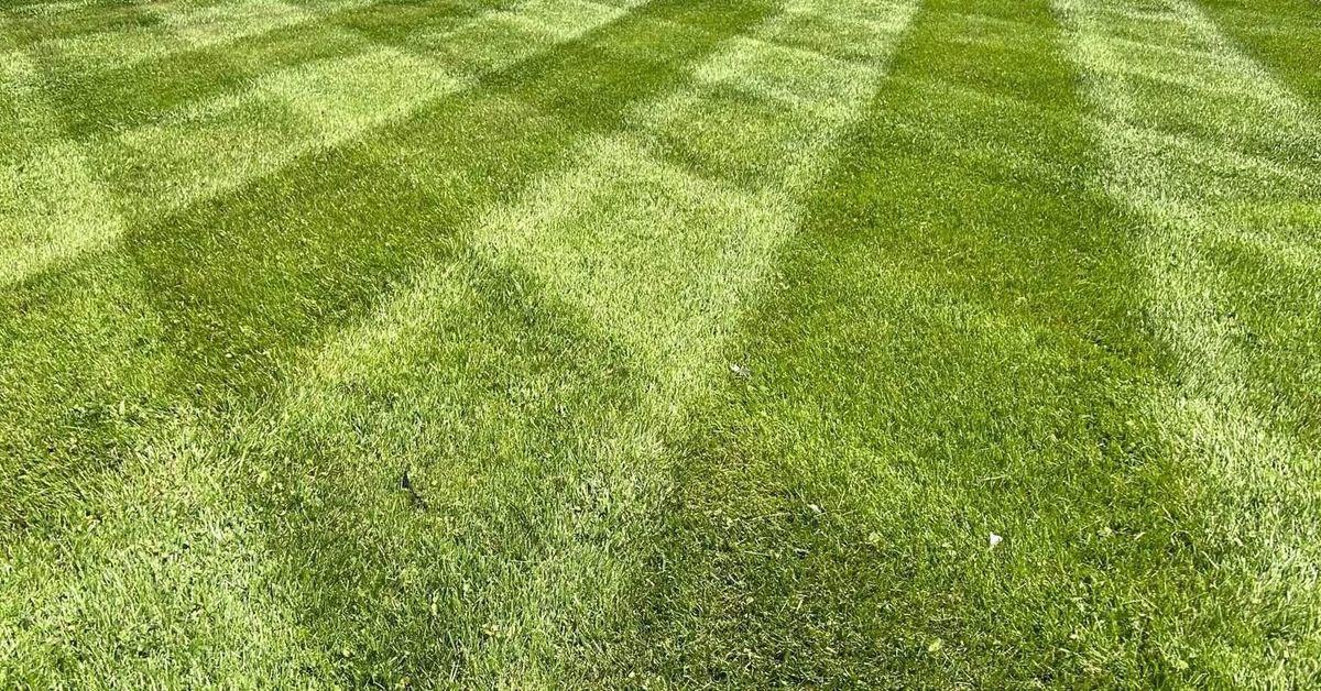 Wide view of checkerboard mowing stripes across a full front yard